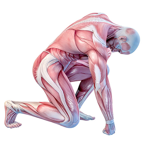 Anatomy-and-physiology