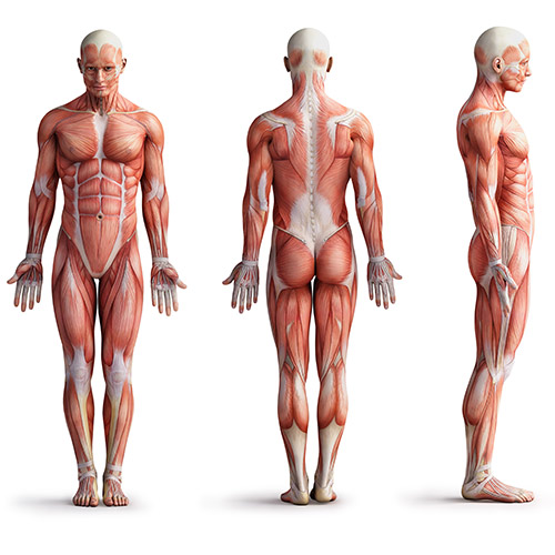 Musculoskeletal